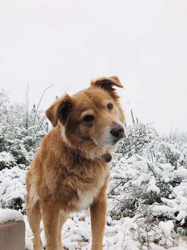 Snow in northeast ÃÛèÖÖ±²¥